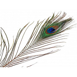 Pană decorativă de păun, lungime 70-110 cm